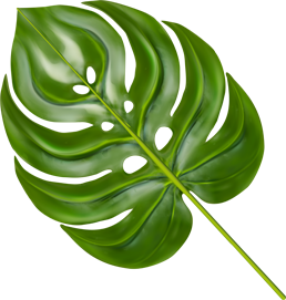 Clínica HA -Transplante Feminino